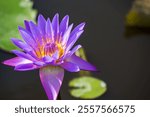 Water lily plant close up