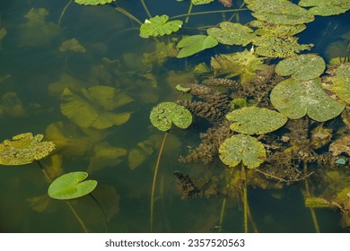 Water lily plant Damaged by the Waterlily Leaf Beetle. Myriophyllum spicatum invasive aquatic plant. Environment problem.