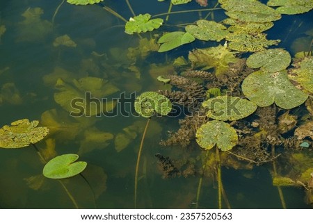 Water lily plant Damaged by the Waterlily Leaf Beetle. Myriophyllum spicatum invasive aquatic plant. Environment problem.
