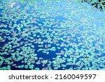 Water lily plants in Eagle Lake in Morehead, Kentucky in fall