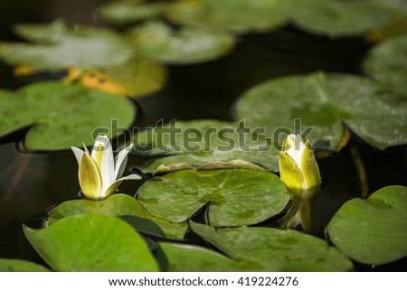 Water lily in a pond