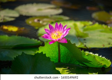 Water Lily In The Pond. Calmness And Pacification. Spa Treatments, Yoga, Meditation. The Sacred Lotus Flower In Buddhism. Tropical Nature, Jungle, India.