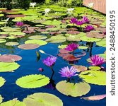 Water lily pond at the Chicago Botanic garden