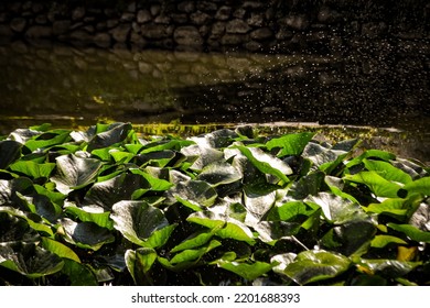 Water Lily In Pond Close Up