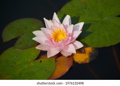 Water Lily In A Pond During The Summer, East Yorkshire, England, UK, GB.