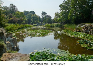 Water Lily In A Pond During The Summer, East Yorkshire, England, UK, GB.