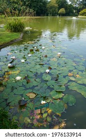 Water Lily In A Pond During The Summer, East Yorkshire, England, UK, GB.