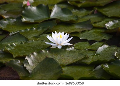 Water Lily In The Pond Of Jadrak Pension Located In Taean County. 