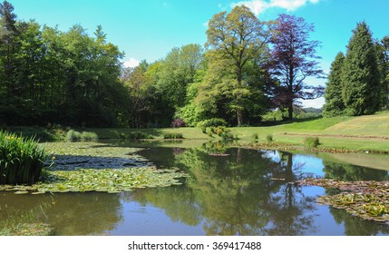 Water Lily Pond Near The Rural Village Of Arlington In North Devon, England, UK.