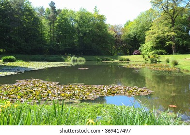 Water Lily Pond Near The Rural Village Of Arlington In North Devon, England, UK.