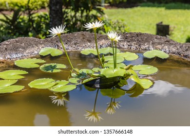 Water Lily In The Pot At Bali Museum In Denpasar, Bali, Indonesia.