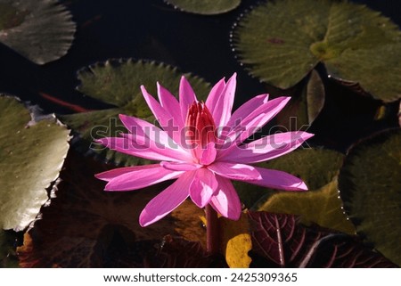 Water lily. Red water lilies in Red Lotus Lake (Talay Bua Daeng) near Udon Thani city, Thailand. Thai landscape, scenery, nature. Thai plant, flowers of pink water lily. Bloom, lilies blossom