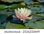 Water lily in the Ros river, autumn at sunset.