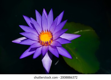 Water Lily Shadow And Hilight