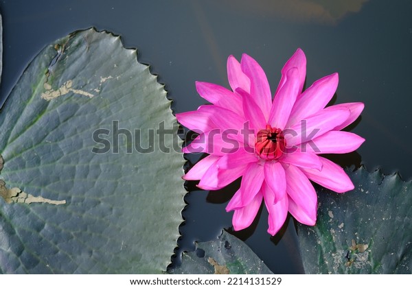 The water lily is such a well species because\
its enormous blooms, which have numerous undifferentiated cells\
components, were considered to reflect the floral print of the\
first plant species.