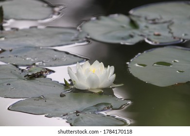 Water Lily in Victoria, Canada