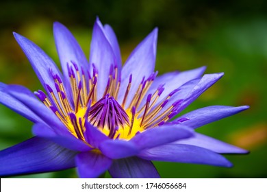 Water Lily Yellow & Purple Close Up Macro Photography Details