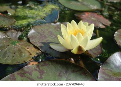 Water Lily, Yellow Sensation, Nymphaea, Lotus Flower