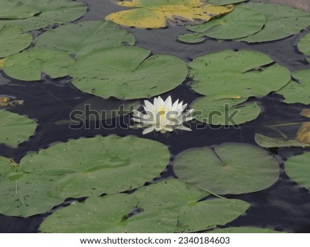 Water Lilypad Lake New York