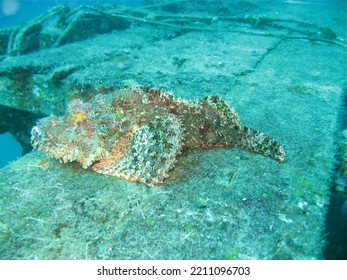 Water Marine Biology Sea Reef Coral Reef Underwater Sea Life Wildlife Animal Wildlife Animal UnderSea Nature Animal Themes Marine Coral No People Day High Angle View Marine Invertebrates Outdoors