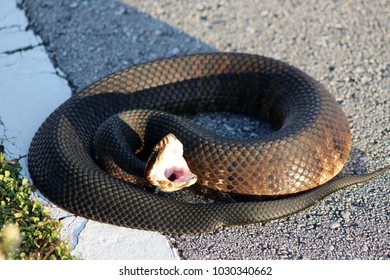 A Water Moccasin