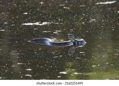 Water Moccasin In The Water