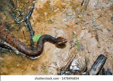 A Water Moccasin In A Creek