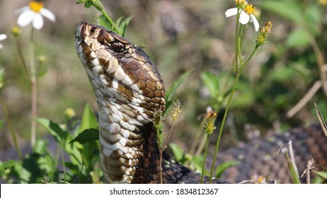 Water Moccasin Fat And Happy