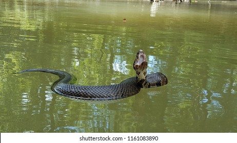 water-moccasin-floating-on-260nw-1161083