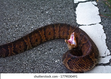 Water Moccasin Gaping On Road