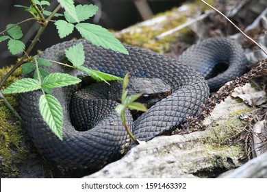 Water Moccasin Hiding On A Log