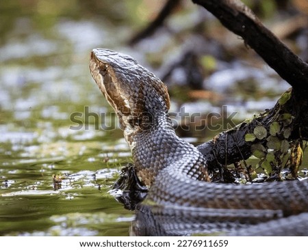 A Water Moccasin lays and waits in the swamp. 