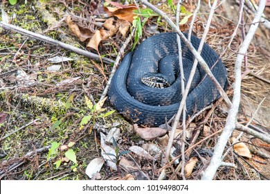 Water Moccasin Poisonous Snake Stock Photo 1019498074 | Shutterstock