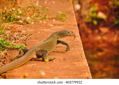 Water Monitor Lizard In Kununurra, Western Australia