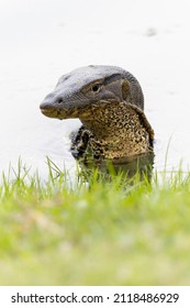 Water Monitor Lizard On The Water