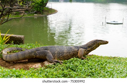 Water Monitor Lizard (varanus Salvator)