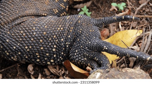 Water monitor lizard's skin texture. monitor lizard's hand. Close up - Powered by Shutterstock