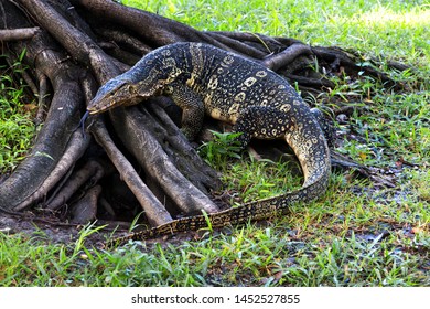 The Water Monitor Or Varanus Salvator Is A Large Species Of Monitor Lizard. Showing Its Split Tongue. 