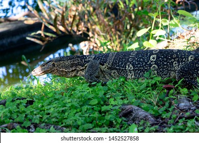 The Water Monitor Or Varanus Salvator Is A Large Species Of Monitor Lizard. Showing Its Split Tongue. 