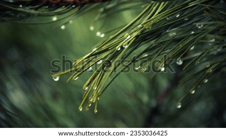 water nature grass waterdrop green dew herb leaf flower plant droplet flora flower liar grass land plant flowering plant annual plant close up macro photography grass HD