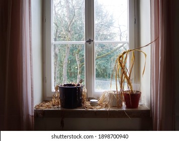 Water Needed - Dead Dried Plants Withered On Old Window Sill In An Abandoned House