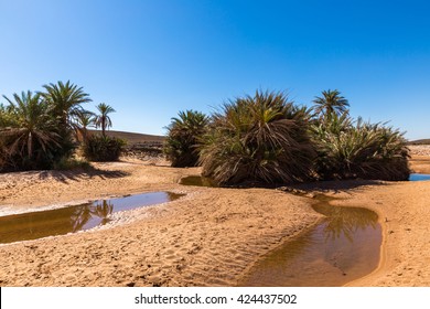 Water In The Oasis Sahara Desert