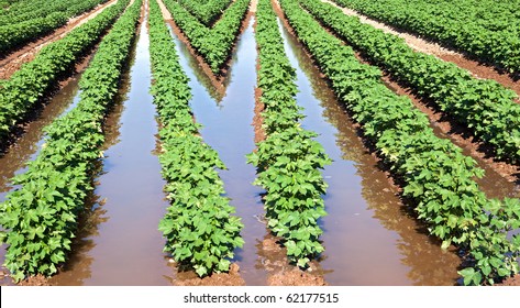 Water On Irrigated Cotton Field.