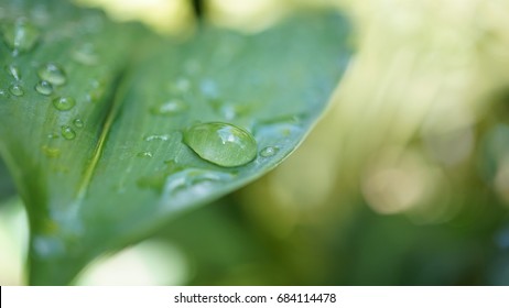 Water On The Leaf (macro)