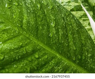 Water On The Leaf When The Rain Its Coming