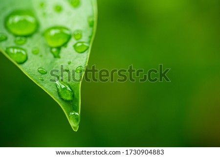  water on leave background, Green leaf, nature background, 

