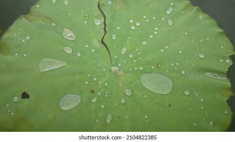  Water On Lotus Leaf  Dhamma