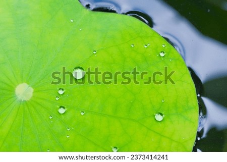 The water is on the lotus leaf and there is a lotus basin and water. It is a beautiful picture of the nation.