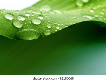 water on a plant leaf