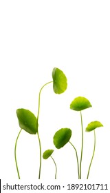 Hydrocotyle Images, Stock Photos & Vectors | Shutterstock